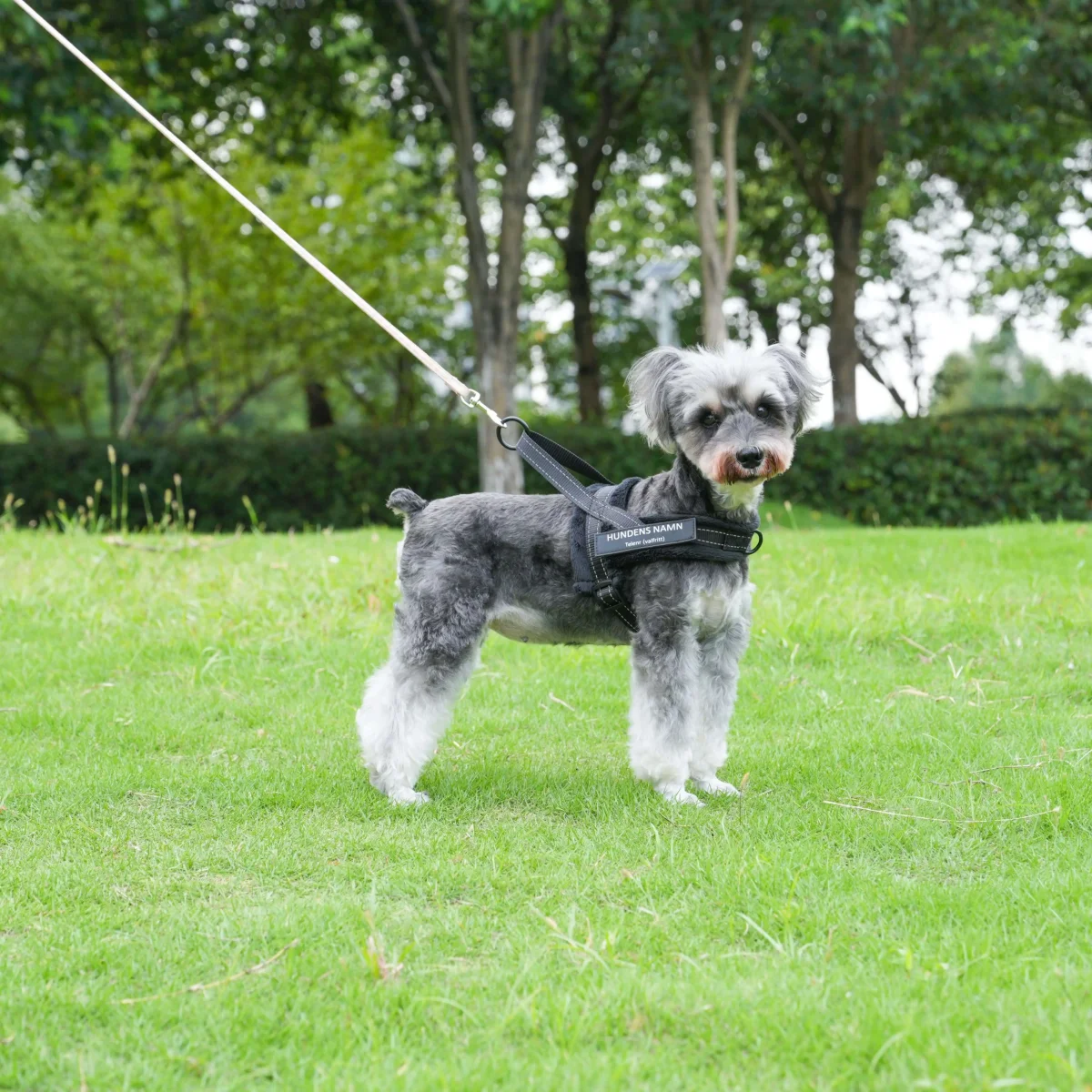 Dog control pro 2.0 med antidrag - Bild 5