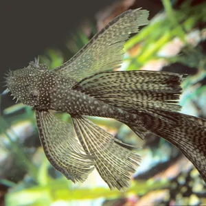 Longfin Bristlenose Catfish 4cm