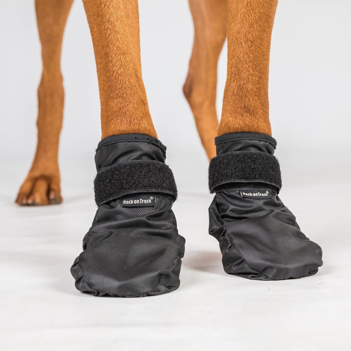 "Koda" Hundsocka - Bild 4