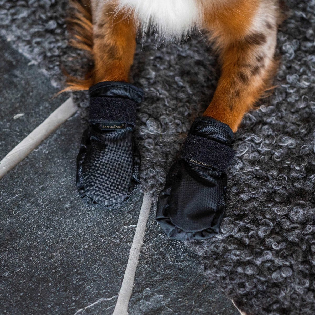 "Koda" Hundsocka - Bild 5