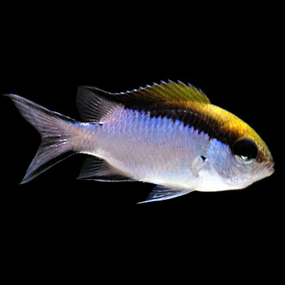 Barrier Reef Chromis - Bild 2