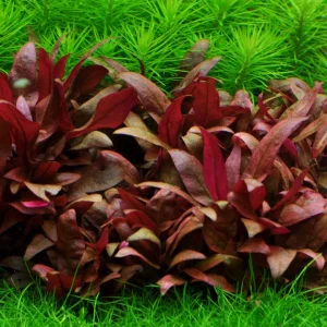 Alternanthera reineckii (A.R) Mini Pot