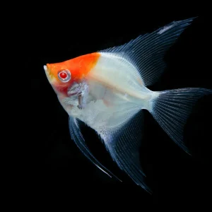 Albino Red Cap Angelfish 5cm