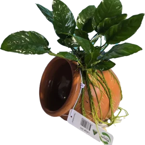 Anubias on Terracotta Pot - Large