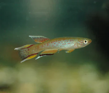 Aph. Australe Kap Lopez Lyretail 3cm - Bild 2