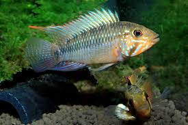 Apisto Barlowi Male and Female Pair
