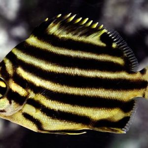 Australian Stripey Small 4-7cm
