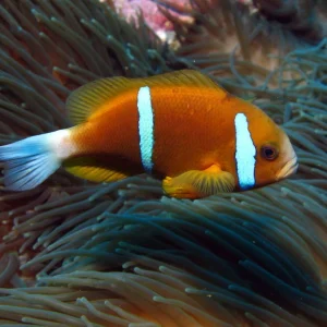 Barrier Reef Clownfish