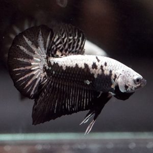 Male HMPK Betta Black Samurai
