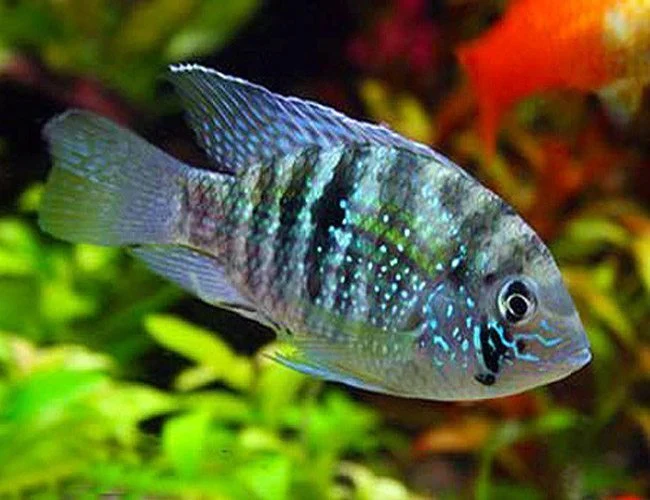 Blue Acara 2-4cm - Bild 2