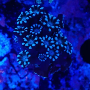 Blue Alveopora Frag
