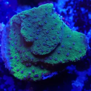 Chartreuse Montipora Frag