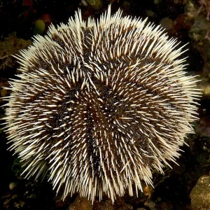 Collector Urchin Small