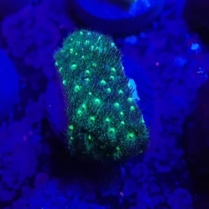 Danger Psammacora Frag