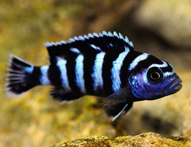 Tropheus Demasoni