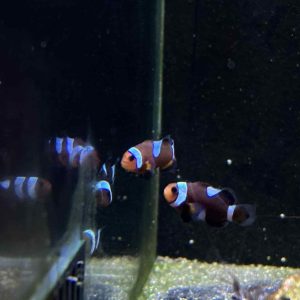 Extreme Misbar Mocha Clown Pair