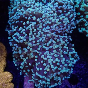 Frogspawn - WA Gold Tip