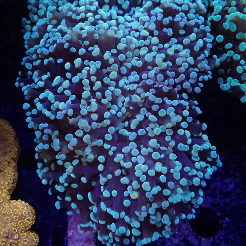 Frogspawn - WA Gold Tip