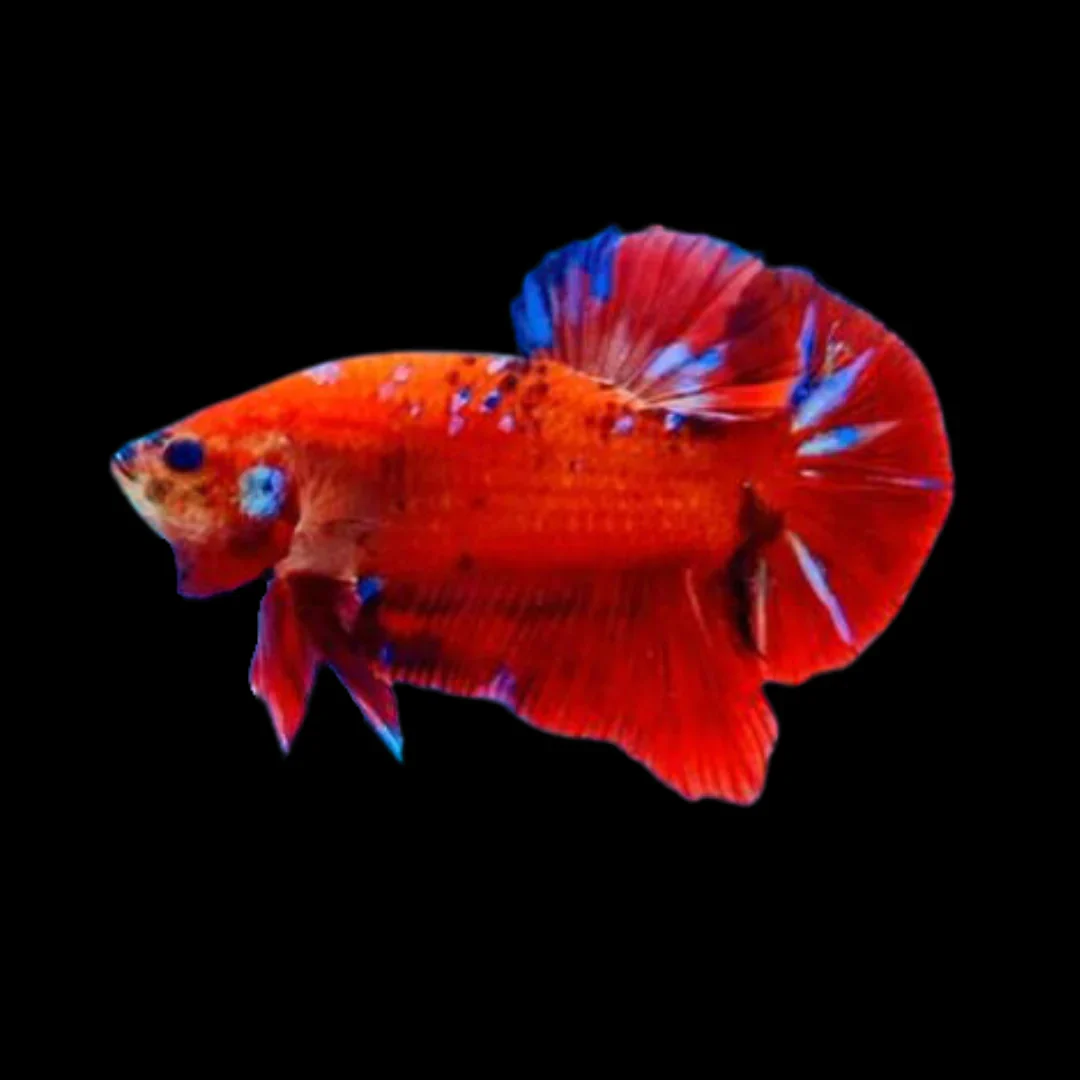 Male Premium Giant HMPK Betta
