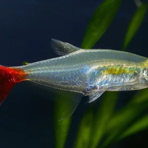 Glass Bloodfin Tetra 4 Cm