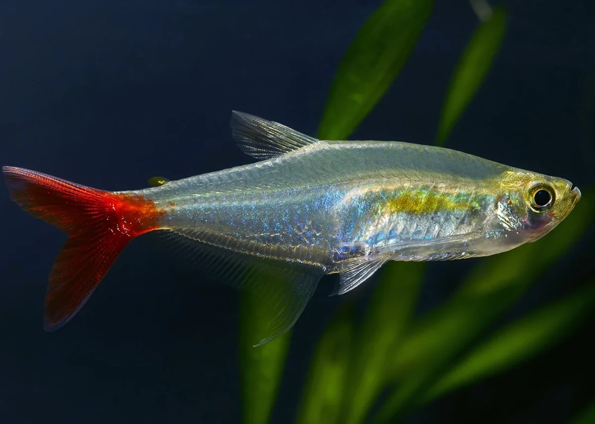 Glass Bloodfin Tetra 4 Cm - Bild 2