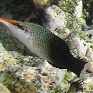 Bird Nose Wrasse