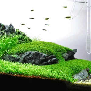 Hemianthus callitrichoides - HC - Tissue Culture