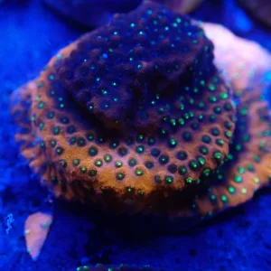 Fairy Lights Montipora Frag