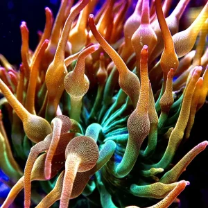 Forest fire bubble tip anemone