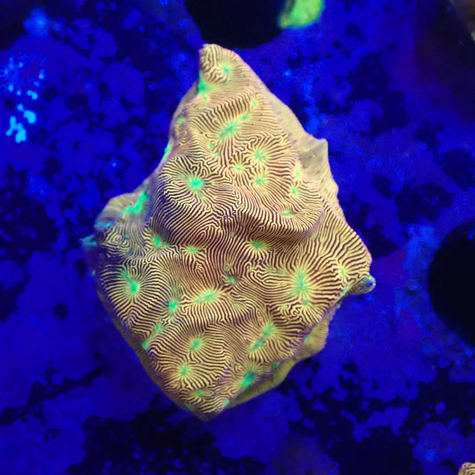 Jack O Lantern Leptoseris Frag