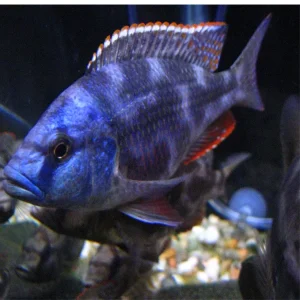 Livingstoni Cichlid