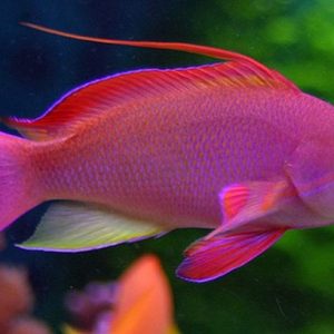 Lyretail Anthias