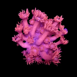 Magenta Goniopora - Frag