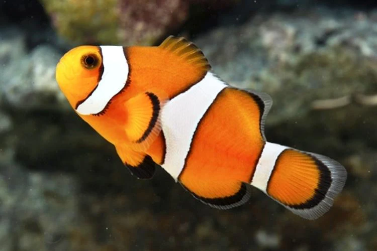 Orange and White Ocellaris Clownfish Captive-bred - Bild 2