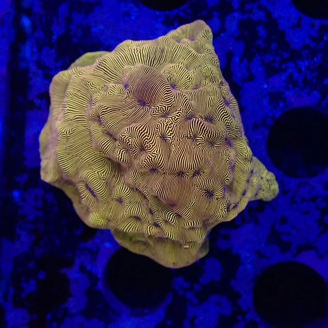 Orange Leptoseris - Frag - Bild 2