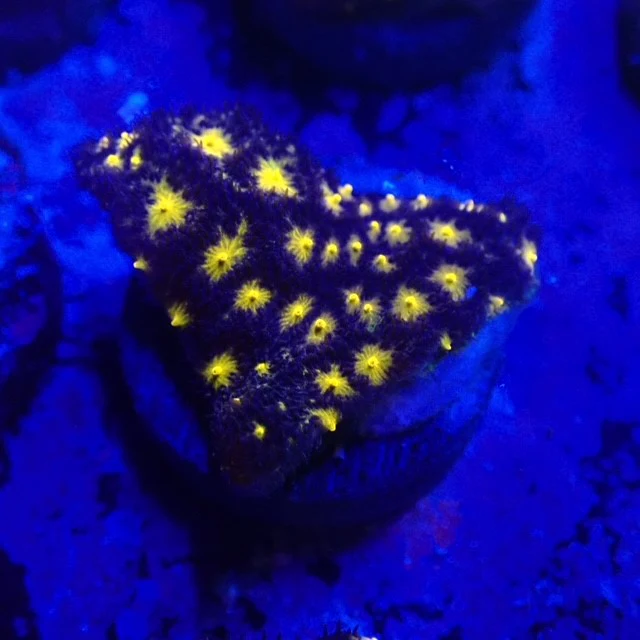 Outer Space Psammacora Frag - Bild 2