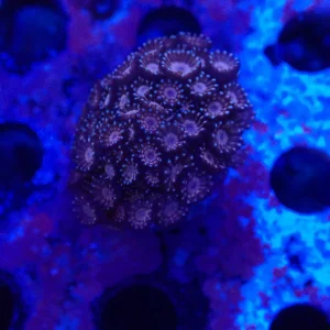 Pink & Blue Alveopora Frag