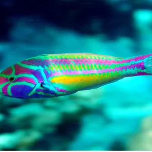 Pink Face Wrasse