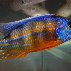 Protomelas sp. Taiwan Reef