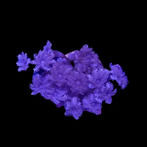 Purple Clove Polyps Clavularia spp. - Frag