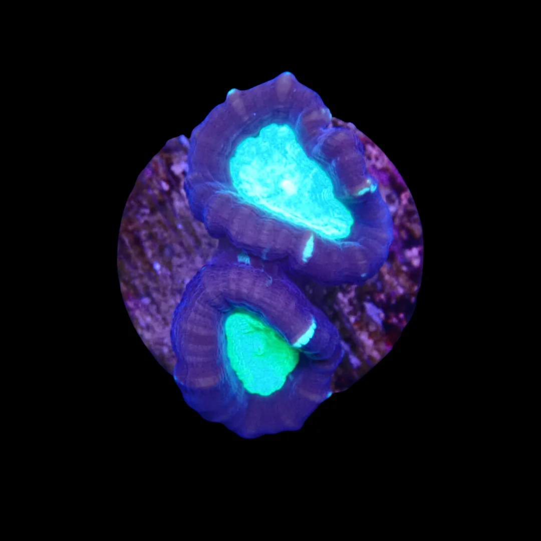 Purple and Green Candy Cane Caulastrea - Frag - Bild 2