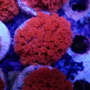 Red Goni Frag