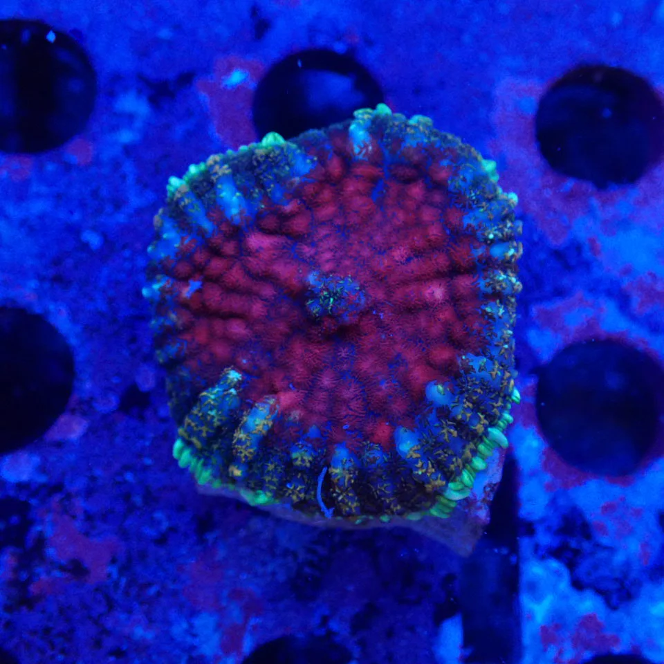 Red Rhodactis 1 Polyp - Bild 2