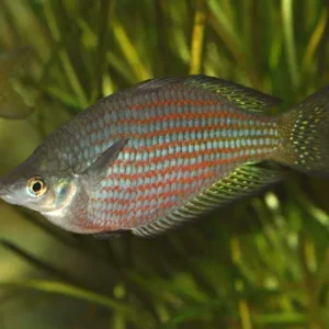 M. s. rubrostriata - Red Striped Rainbowfish 5cm