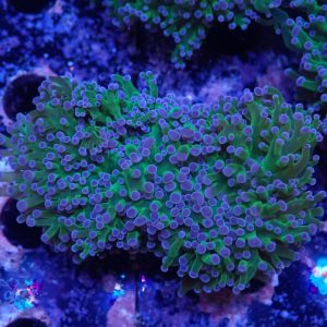 Reverse Frogspawn