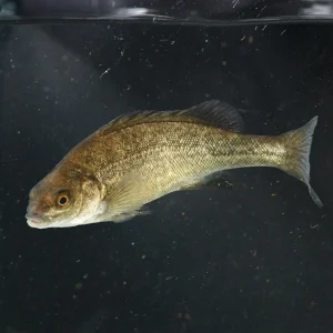 Silver Perch 5cm