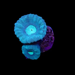 Teal Candy Cane Caulastrea - Frag