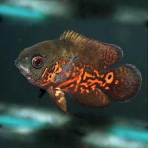 Tiger Oscar 5cm
