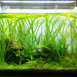 Giant Vallisneria Bunch