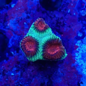 Watermelon Favia Frag